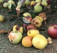 Image result for picking apple recipe