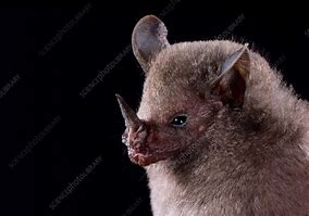 Image result for Dwarf Little Fruit Bat