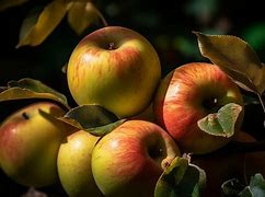 Image result for A Bunch of Apple's