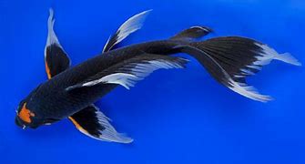 Image result for Real Koi Fish