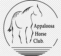 Image result for Appaloosa Horse Barrel Racing