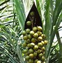 Image result for Apalm Trees Fruit