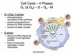 Image result for Cell Cycle 4 Phases