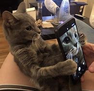 Image result for Cat with Phone PFP