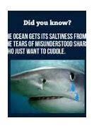 Image result for Shark Memes Clean