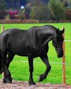 Image result for Black Horse Breeds