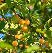 Image result for Japanese Plum Tree Fruit