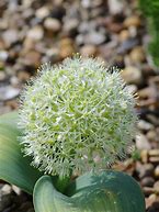 Image result for Allium karataviense Ivory Queen