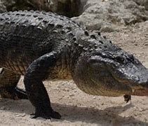 Image result for Big Al Alligator