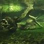 Image result for What's the Biggest Snake in the World