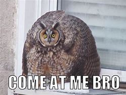 Image result for Hello Meme Owl