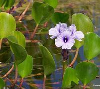 Image result for camalote