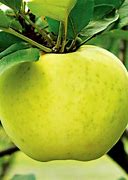 Image result for Heirloom Green Apples