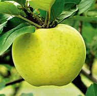 Image result for Heirloom Dark Green Apple