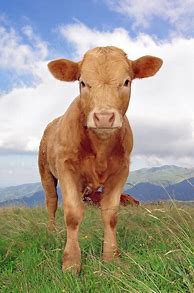 Image result for Baby Cow Photos
