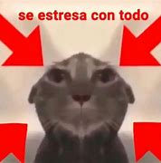 Image result for Low Quality Cat Memes