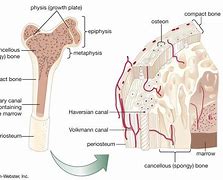 Image result for How to Determine Bone Structure Size
