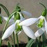 Image result for Galanthus Walrus