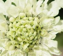 Image result for Cephalaria alpina