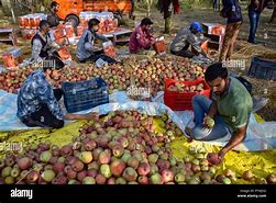 Image result for Sour Apples of Manipur