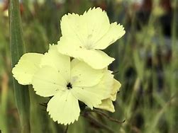 Image result for Dianthus knappii