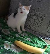Image result for Know Your Meme Banana Cat