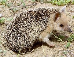 Image result for Algerian Hedgehog
