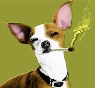Image result for Pictures of a Dog Smking Weed Logo