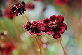 Image result for Unusual and Rare Flowers