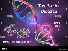 Image result for Gene and Chromosome Mutations