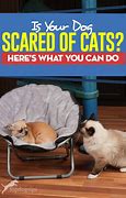 Image result for Cracked Out Cat