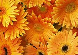 Image result for Floral iPhone 13 Wallpaper