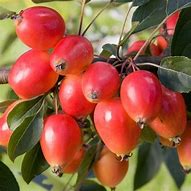 Image result for Malus John Downie