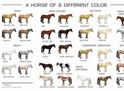 Image result for Horse Breeds and Colors