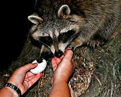 Image result for Raccoon Eggs Memes
