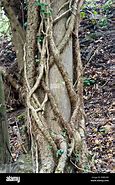 Image result for Vines Wrapping around Trees