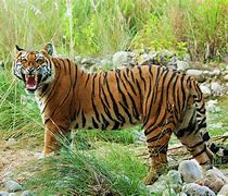 Image result for Male Bengal Tiger