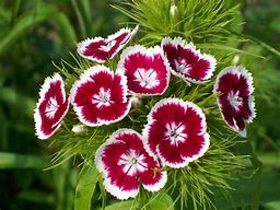 Image result for Dianthus webbianus