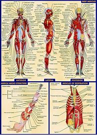 Image result for Human Anatomy Size Chart