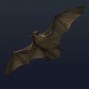 Image result for Ampie Bat