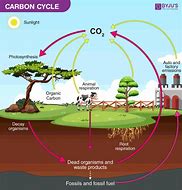 Image result for Carbon Cycle Table