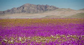 Image result for Flowering Desert