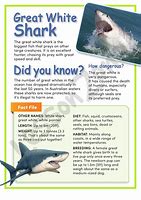 Image result for Great White Shark Kids Facts