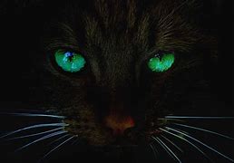 Image result for Cat Eyes at Night