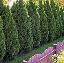 Image result for Evergreen Trees Zone 8A