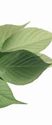 Image result for Leafy Side Profile