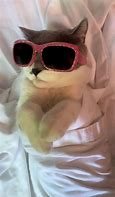 Image result for Dripped Out Cat