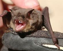 Image result for Atricial Bats