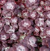 Image result for Sedum spathulifolium Purpureum