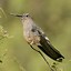Image result for Lesbia Trochilidae